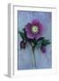 Purple Flower And Two Flowerbuds of Lenten Rose-Den Reader-Framed Photographic Print