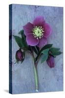 Purple Flower And Two Flowerbuds of Lenten Rose-Den Reader-Stretched Canvas