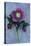 Purple Flower And Two Flowerbuds of Lenten Rose-Den Reader-Stretched Canvas