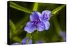 Purple flower blooming on plant, Alfred B. Maclay Gardens State Park, Tallahassee, Leon County,...-null-Stretched Canvas