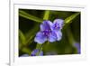 Purple flower blooming on plant, Alfred B. Maclay Gardens State Park, Tallahassee, Leon County,...-null-Framed Photographic Print