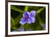 Purple flower blooming on plant, Alfred B. Maclay Gardens State Park, Tallahassee, Leon County,...-null-Framed Photographic Print