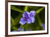 Purple flower blooming on plant, Alfred B. Maclay Gardens State Park, Tallahassee, Leon County,...-null-Framed Photographic Print