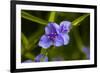 Purple flower blooming on plant, Alfred B. Maclay Gardens State Park, Tallahassee, Leon County,...-null-Framed Photographic Print