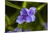 Purple flower blooming on plant, Alfred B. Maclay Gardens State Park, Tallahassee, Leon County,...-null-Mounted Photographic Print