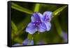 Purple flower blooming on plant, Alfred B. Maclay Gardens State Park, Tallahassee, Leon County,...-null-Framed Stretched Canvas