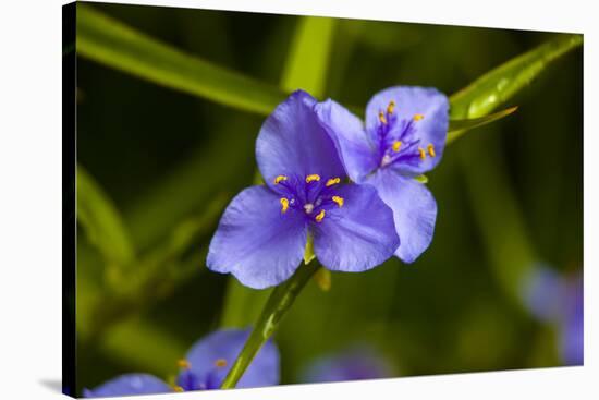 Purple flower blooming on plant, Alfred B. Maclay Gardens State Park, Tallahassee, Leon County,...-null-Stretched Canvas