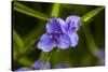 Purple flower blooming on plant, Alfred B. Maclay Gardens State Park, Tallahassee, Leon County,...-null-Stretched Canvas