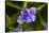 Purple flower blooming on plant, Alfred B. Maclay Gardens State Park, Tallahassee, Leon County,...-null-Stretched Canvas