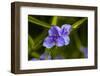 Purple flower blooming on plant, Alfred B. Maclay Gardens State Park, Tallahassee, Leon County,...-null-Framed Photographic Print