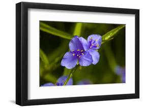 Purple flower blooming on plant, Alfred B. Maclay Gardens State Park, Tallahassee, Leon County,...-null-Framed Photographic Print