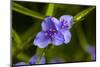 Purple flower blooming on plant, Alfred B. Maclay Gardens State Park, Tallahassee, Leon County,...-null-Mounted Photographic Print