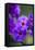 Purple Flower. Costa Rica. Central America-Tom Norring-Framed Stretched Canvas