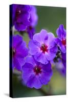 Purple Flower. Costa Rica. Central America-Tom Norring-Stretched Canvas