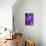 Purple Flower. Costa Rica. Central America-Tom Norring-Stretched Canvas displayed on a wall