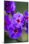 Purple Flower. Costa Rica. Central America-Tom Norring-Mounted Photographic Print