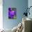 Purple Flower. Costa Rica. Central America-Tom Norring-Photographic Print displayed on a wall