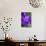 Purple Flower. Costa Rica. Central America-Tom Norring-Photographic Print displayed on a wall