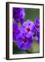 Purple Flower. Costa Rica. Central America-Tom Norring-Framed Photographic Print