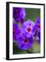 Purple Flower. Costa Rica. Central America-Tom Norring-Framed Photographic Print