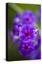 Purple Flower. Costa Rica. Central America-Tom Norring-Stretched Canvas