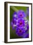 Purple Flower. Costa Rica. Central America-Tom Norring-Framed Photographic Print