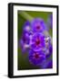 Purple Flower. Costa Rica. Central America-Tom Norring-Framed Photographic Print