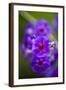 Purple Flower. Costa Rica. Central America-Tom Norring-Framed Photographic Print