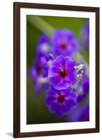 Purple Flower. Costa Rica. Central America-Tom Norring-Framed Photographic Print