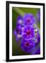 Purple Flower. Costa Rica. Central America-Tom Norring-Framed Photographic Print