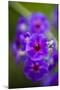 Purple Flower. Costa Rica. Central America-Tom Norring-Mounted Photographic Print