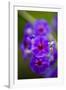 Purple Flower. Costa Rica. Central America-Tom Norring-Framed Photographic Print