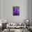 Purple Flower. Costa Rica. Central America-Tom Norring-Photographic Print displayed on a wall