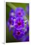 Purple Flower. Costa Rica. Central America-Tom Norring-Framed Photographic Print