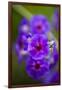 Purple Flower. Costa Rica. Central America-Tom Norring-Framed Photographic Print