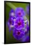 Purple Flower. Costa Rica. Central America-Tom Norring-Framed Photographic Print