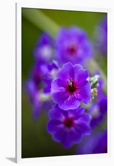 Purple Flower. Costa Rica. Central America-Tom Norring-Framed Premium Photographic Print