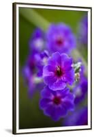 Purple Flower. Costa Rica. Central America-Tom Norring-Framed Premium Photographic Print