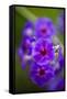Purple Flower. Costa Rica. Central America-Tom Norring-Framed Stretched Canvas