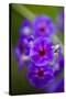 Purple Flower. Costa Rica. Central America-Tom Norring-Stretched Canvas