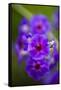 Purple Flower. Costa Rica. Central America-Tom Norring-Framed Stretched Canvas