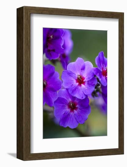 Purple Flower. Costa Rica. Central America-Tom Norring-Framed Photographic Print