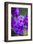 Purple Flower. Costa Rica. Central America-Tom Norring-Framed Photographic Print