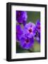 Purple Flower. Costa Rica. Central America-Tom Norring-Framed Photographic Print