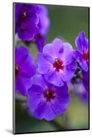 Purple Flower. Costa Rica. Central America-Tom Norring-Mounted Photographic Print