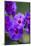 Purple Flower. Costa Rica. Central America-Tom Norring-Mounted Photographic Print