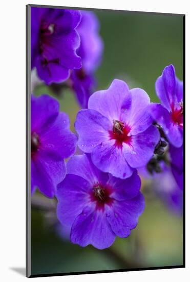 Purple Flower. Costa Rica. Central America-Tom Norring-Mounted Photographic Print