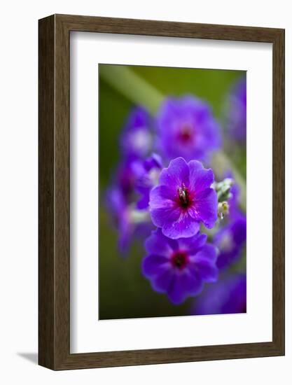 Purple Flower. Costa Rica. Central America-Tom Norring-Framed Photographic Print