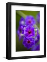 Purple Flower. Costa Rica. Central America-Tom Norring-Framed Photographic Print