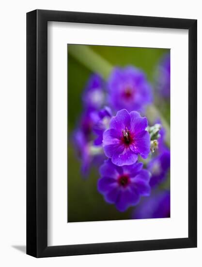 Purple Flower. Costa Rica. Central America-Tom Norring-Framed Photographic Print